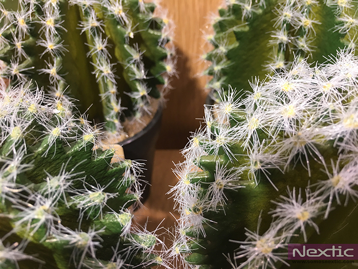 Sigue la tendencia en decoración y pon un cactus en tu vida